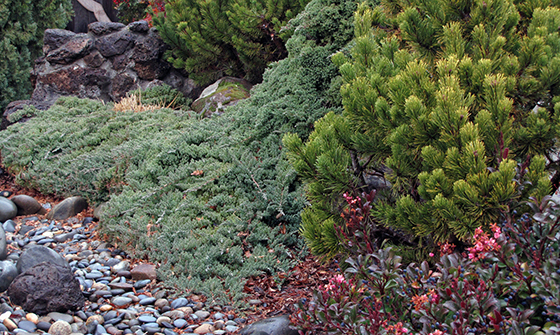 Groundcovers