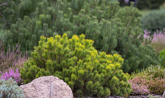 Small Groundcovers