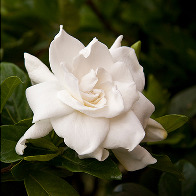 August Beauty Gardenia