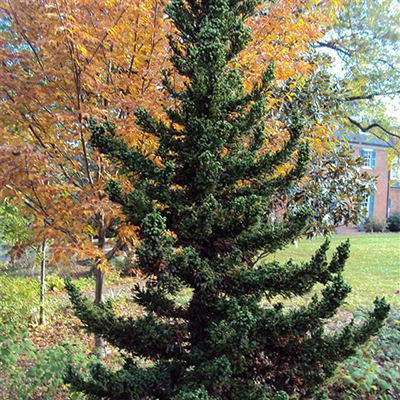 blackdragoncryptomeria