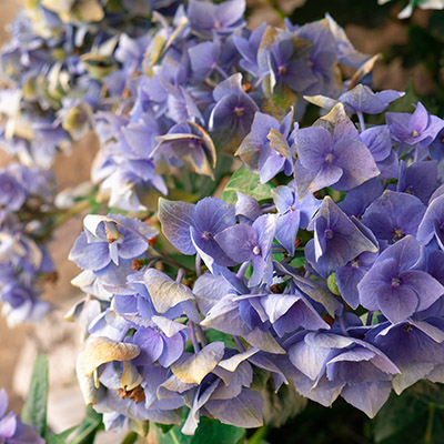 Blue Enchantress® Hydrangea