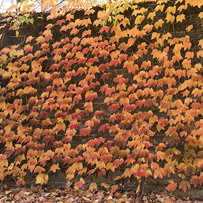 Green Showers Boston Ivy