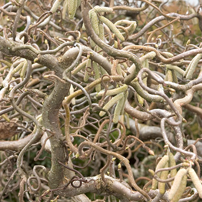 Harry Lauder’s Walking Stick