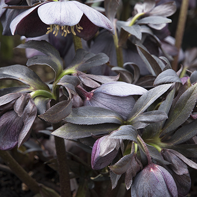 Winter Jewels® Blue Diamond Lenten Rose