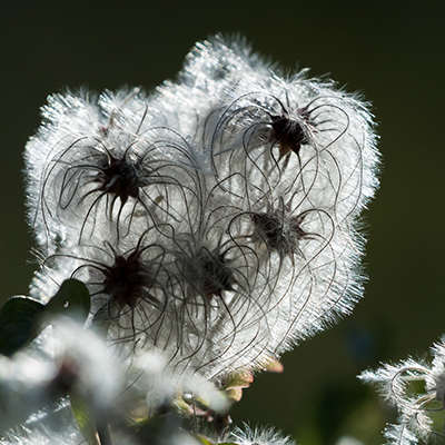 Sweet Autumn Clematis