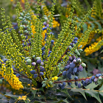 Charity Mahonia