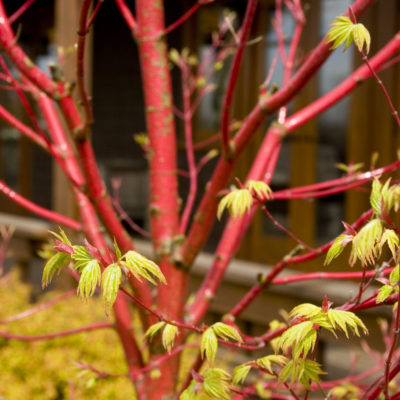 Coral Bark Japanese Maple