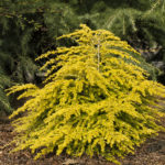 Golden Duchess Eastern Hemlock