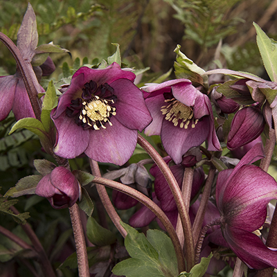 Cascade™ Blush Lenten Rose