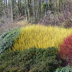 Golden-Hued Plants