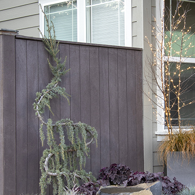 Weeping Blue Atlas Cedar