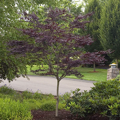 Emperor I® Japanese Maple