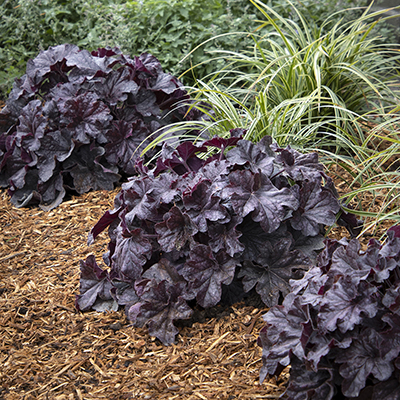 GRANDE™ Black Coral Bells