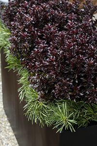 Winter Container Garden with Little Rascal Ilex and Splendens Armeria