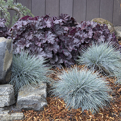 Weeping Blue Atlas Cedar and Burly Blue™ Juniper