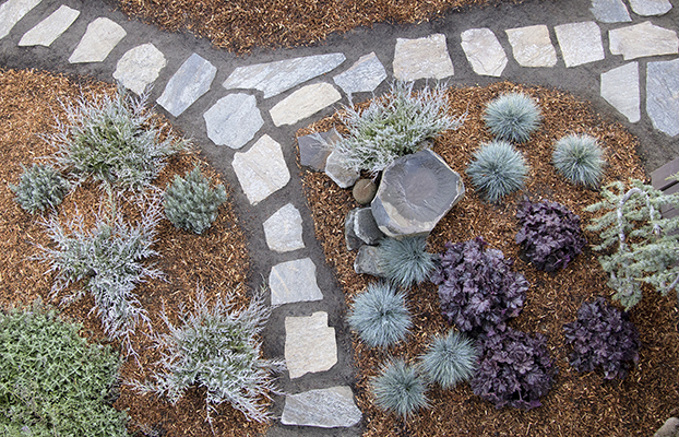 Weeping Blue Atlas Cedar and Burly Blue™ Juniper