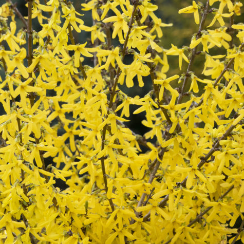 Springshine™ Forsythia