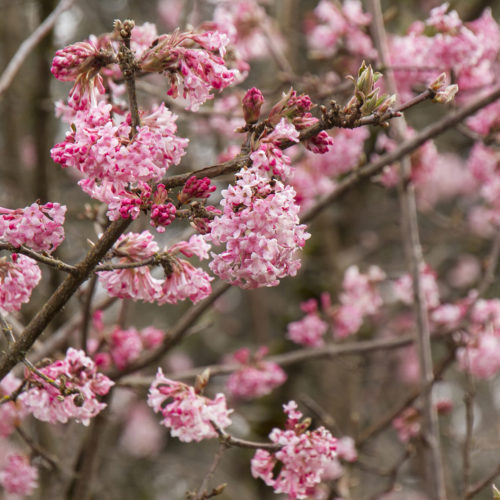 Pink Dawn Viburnum