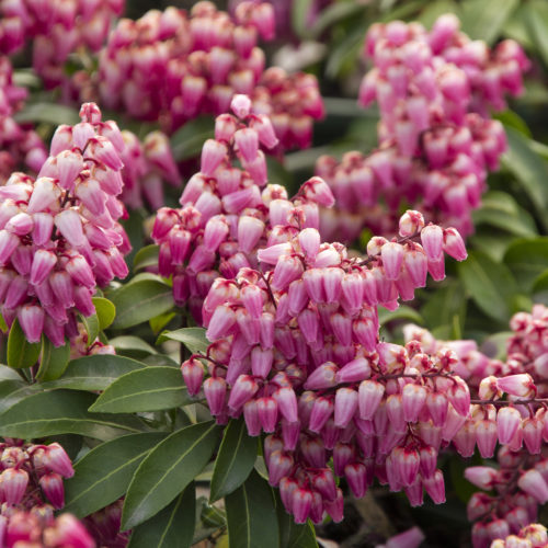 Gorgeous Flowering Shrubs to Plant in Early Spring