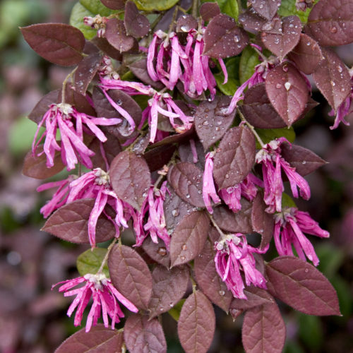 bushes that bloom in spring