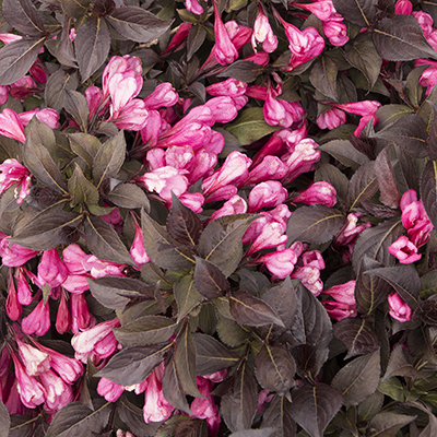 Coco Krunch® Weigela