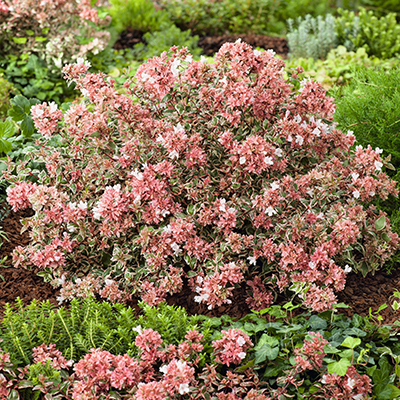 Plants that Add 6 Months of Color to Your Garden