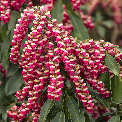 Enchanted Forest® Gay Goblin™ Pieris