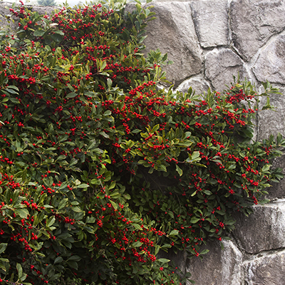 Red Sprite Winterberry