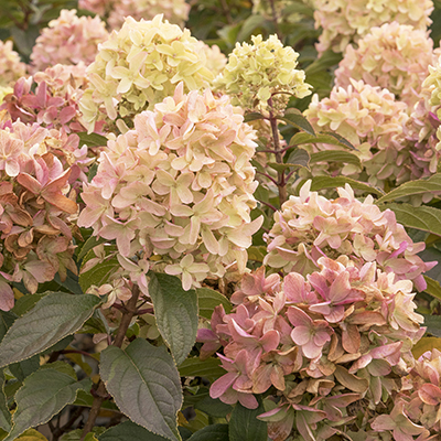 Strawberry Shake™ Hydrangea