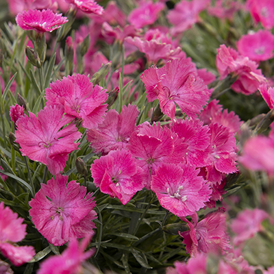 Vivid™ Bright Light Dianthus