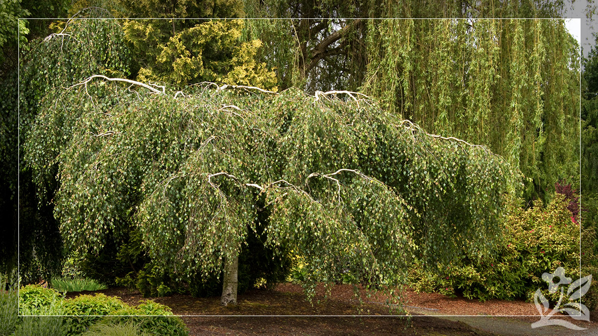 Top Trees that Stay Small