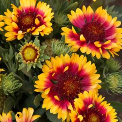 Sunset Snappy Blanket Flower