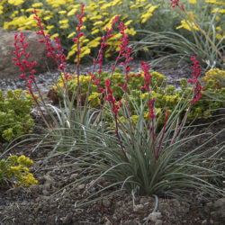 Brakelights® Red Yucca