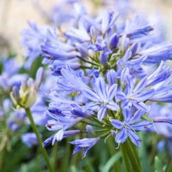 Baby Pete™ Agapanthus