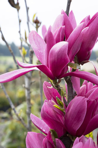 Burgundy Star Magnolia