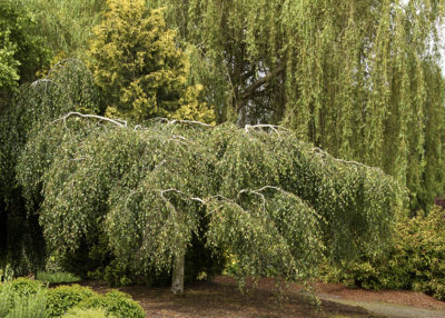 Young’s Weeping Birch