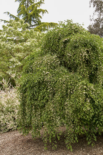 Fragrant Fountain Japanese Snowbell