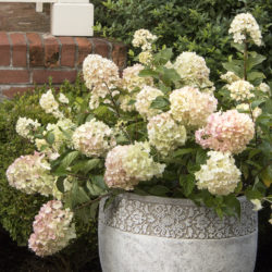 Strawberry Shake™ Hydrangea