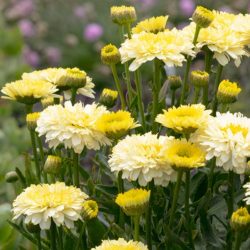 Lemon Puff™ Shasta Daisy