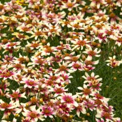 Sunstar™ Rose Coreopsis