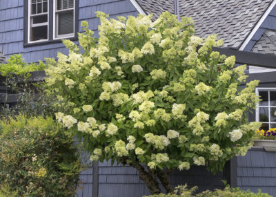 Limelight Hydrangea