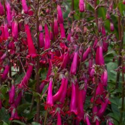 Colorburst™ Rose Cape Fuchsia