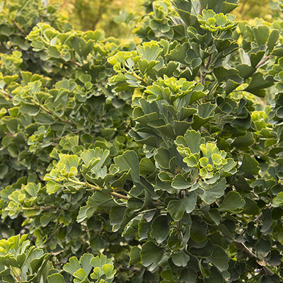 Jade Butterfly Ginkgo