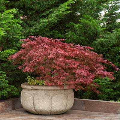 Velvet Viking™ Japanese Maple