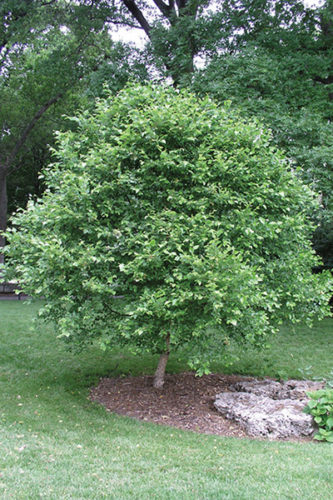 Fox Valley® River Birch