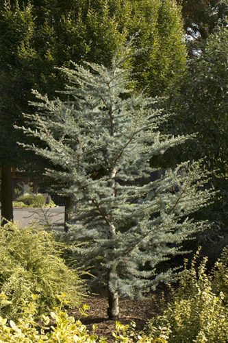 Horstmann Blue Atlas Cedar