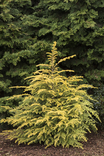 Golden Duke® Eastern Hemlock