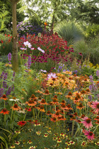 A bountiful pollinator garden