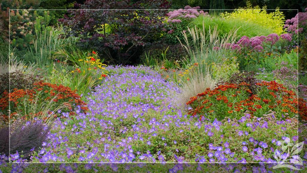 Long-Blooming Perennials for a More Beautiful Landscape ...