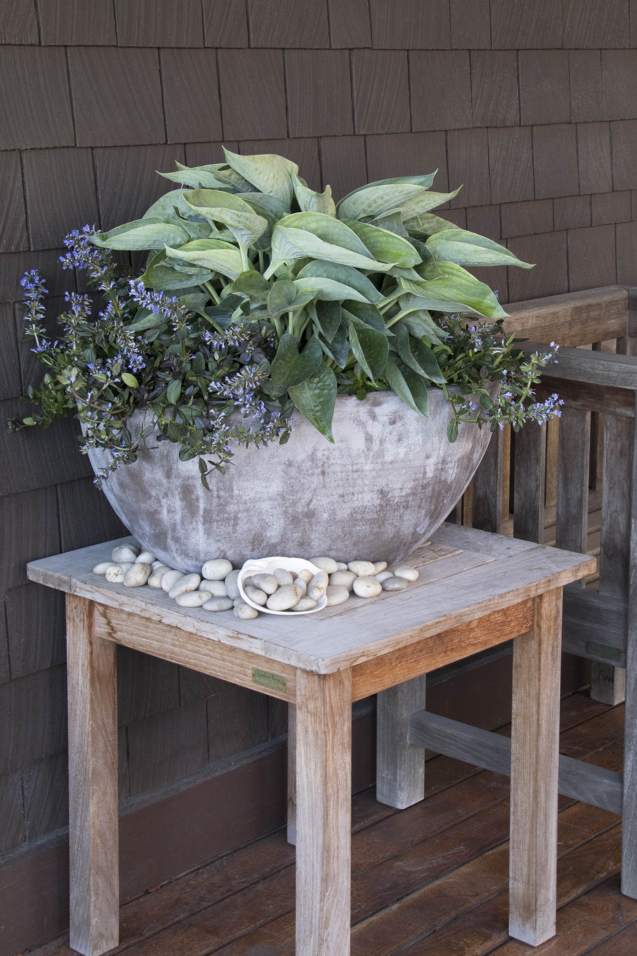 Hosta-Abiqua-Drinking-Gourd_Ajuga-Chocolate-Chip_Monrovia